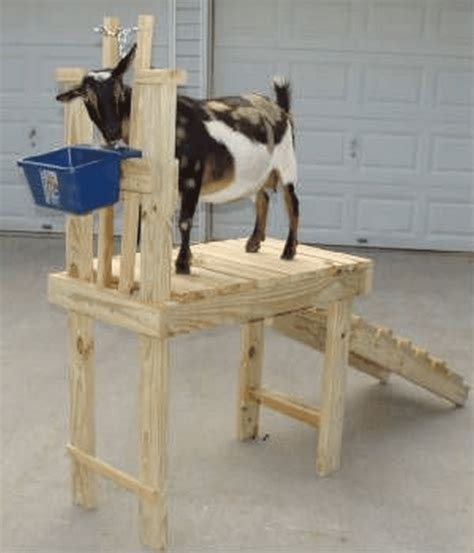 Building a Goat Milking Stand